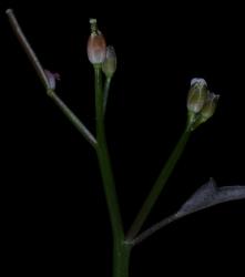 Cardamine glara. Upper part of inflorescence with apetalous flowers.
 Image: P.B. Heenan © Landcare Research 2019 CC BY 3.0 NZ